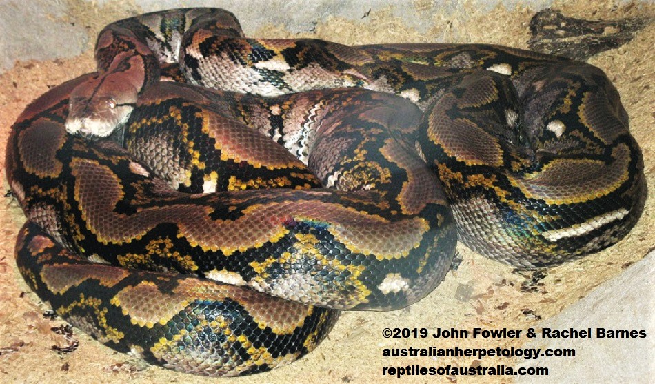 reticulated  python