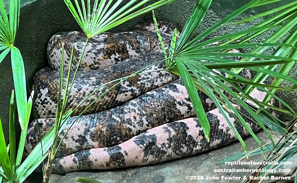 Reticulated Python (Malayopython reticulatus) was photographed at the National Zoo of Malaysia (Zoo Negara)