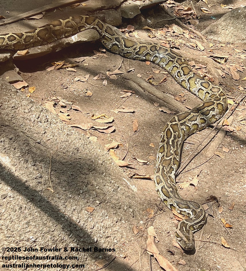 Burmese Python (Python bivittatus) photographed at Phnom Tamao Zoo, Cambodia.