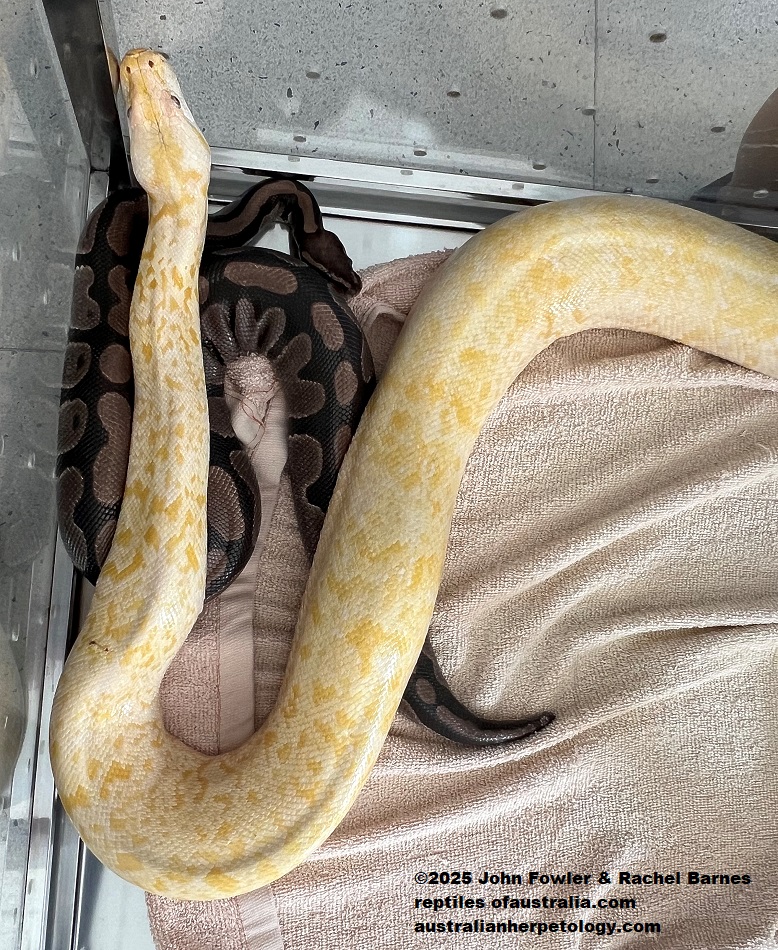 Albino Reticulated Python (Malayopython reticulatus) and Ball Python (Python regius) photographed at the Penang Snake Temple
