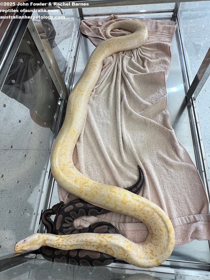 Albino Reticulated Python (Malayopython reticulatus) and Ball Python (Python regius) photographed at the Penang Snake Temple