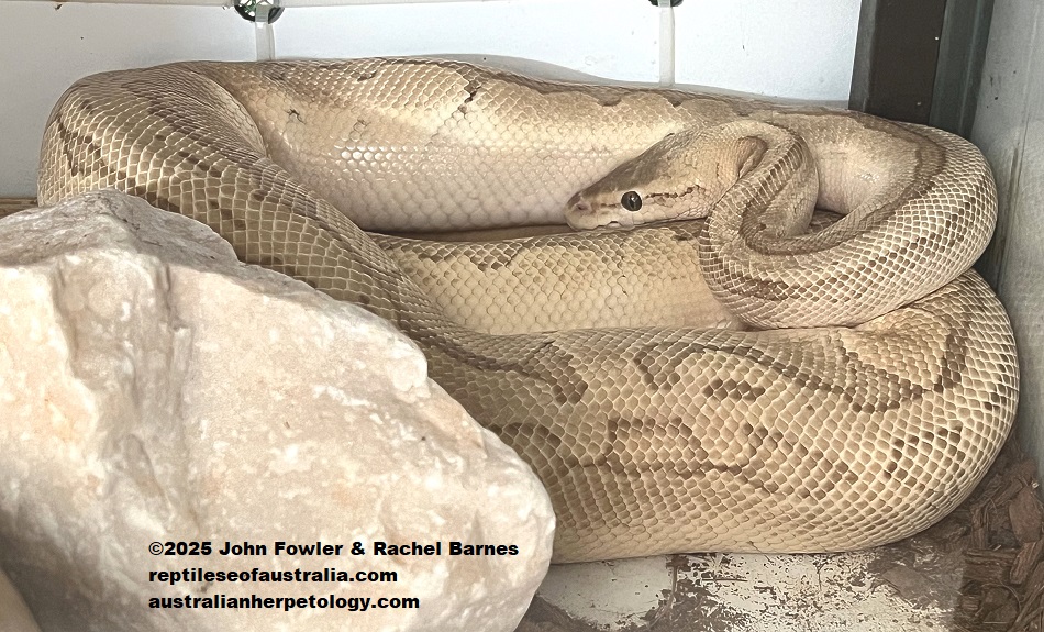Ball Python or Royal Python (Python regius) morph, photographed at the Penang Snake Temple
