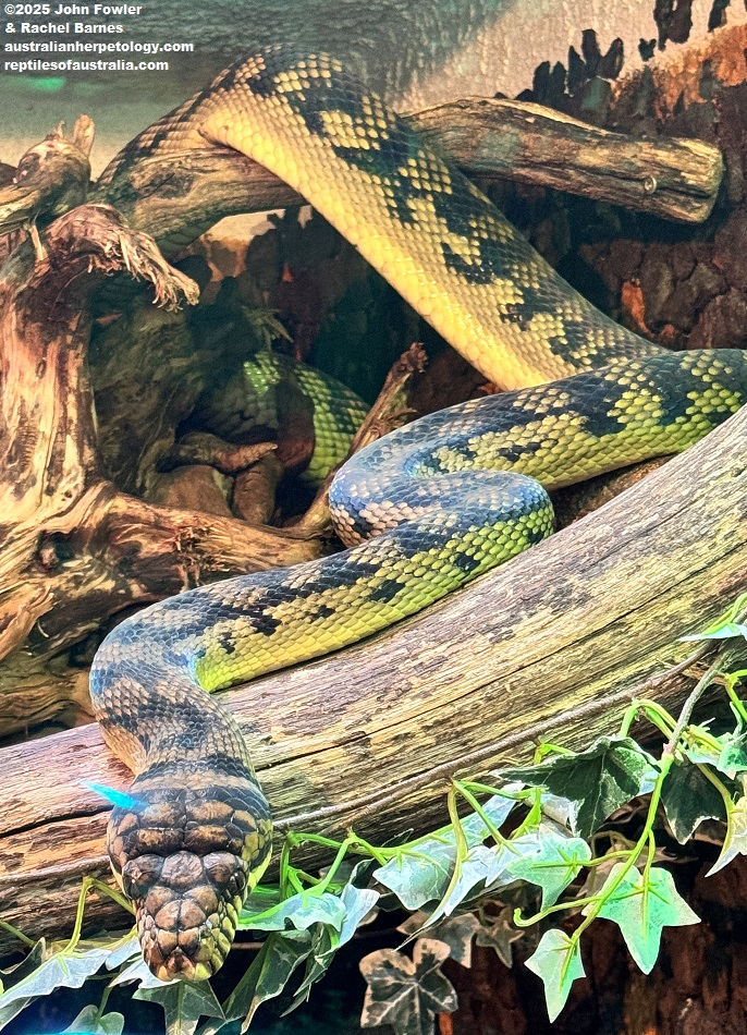 New Guinea Amethystine (or Scrub) Python (Simalia amethistina) photographed at Vivarium de Meyrin, Geneva, Switzerland