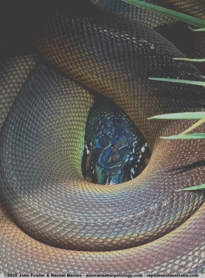 White-lipped Python (Leiopython sp.) photographed at Vivarium de Meyrin, Geneva, Switzerland