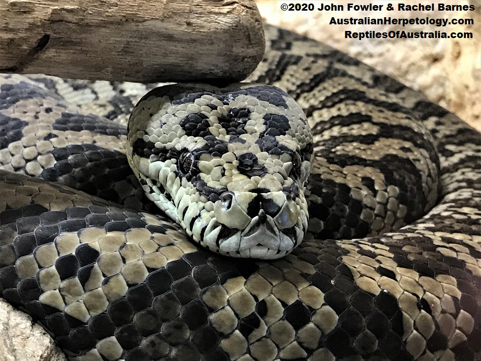 Papuan Carpet Python Morelia spilota variegata