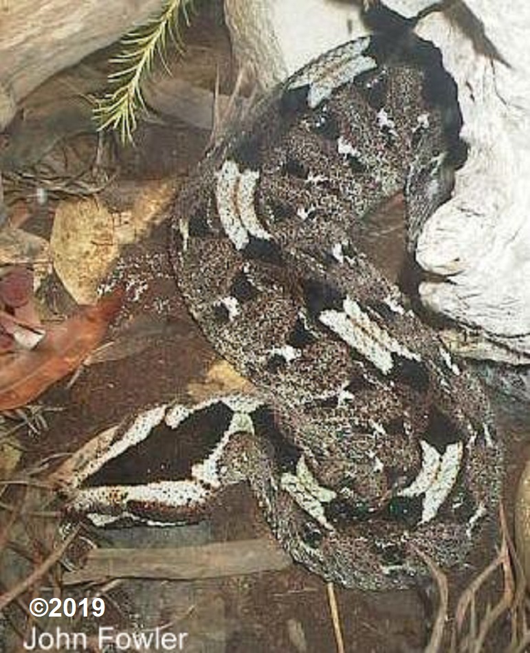 Rhinoceros Viper