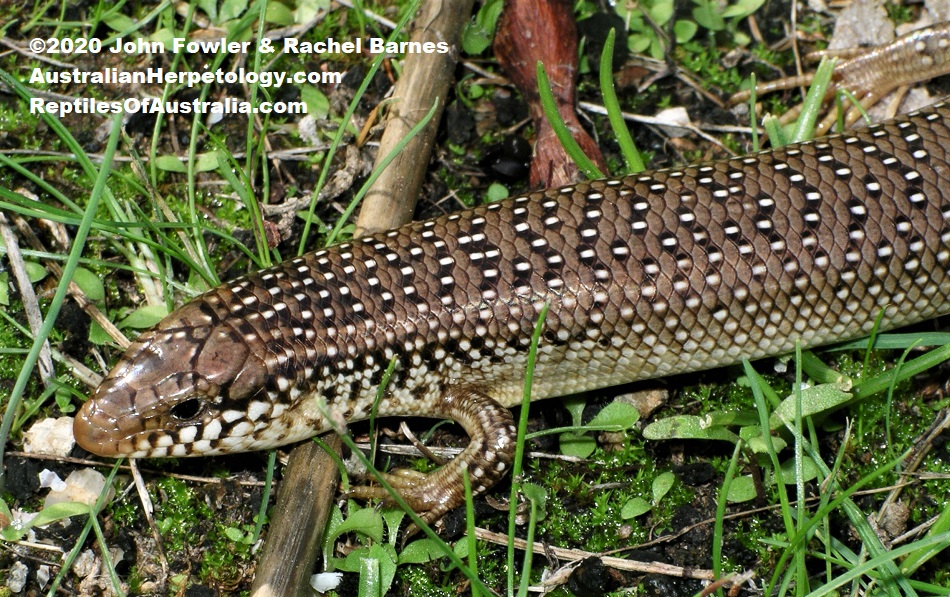 Ocellated Skink (Chalcides ocellatus) photographed in Athens, Greece