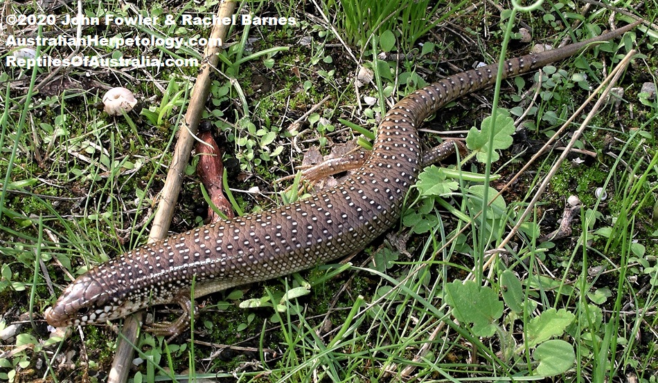 Ocellated Skink (Chalcides ocellatus) photographed in Athens, Greece