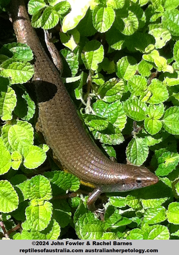 Sun Skink (Eutropis multifasciata) photographed in Bali