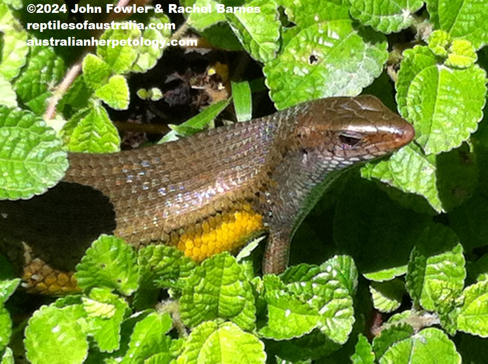 Sun Skink (Eutropis multifasciata) photographed in Bali