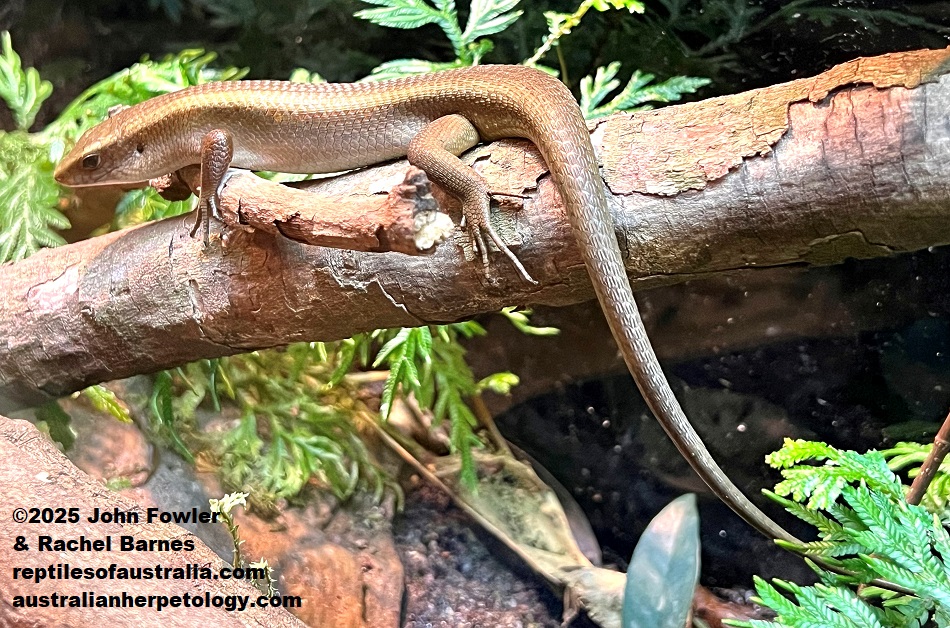 Half grown Sun Skink (Eutropis multifasciata)photographed at the National Zoo of Malaysia (Zoo Negara)