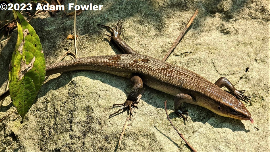Sun Skink (Eutropis multifasciata) photographed in Singapore