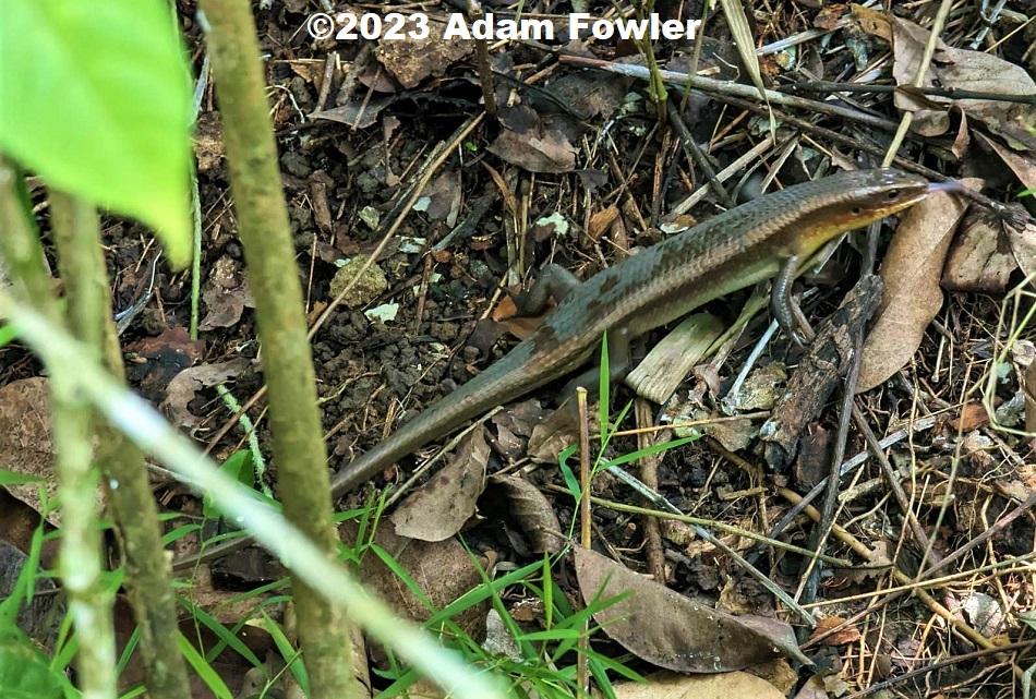 Sun Skink (Eutropis multifasciata) photographed in Singapore