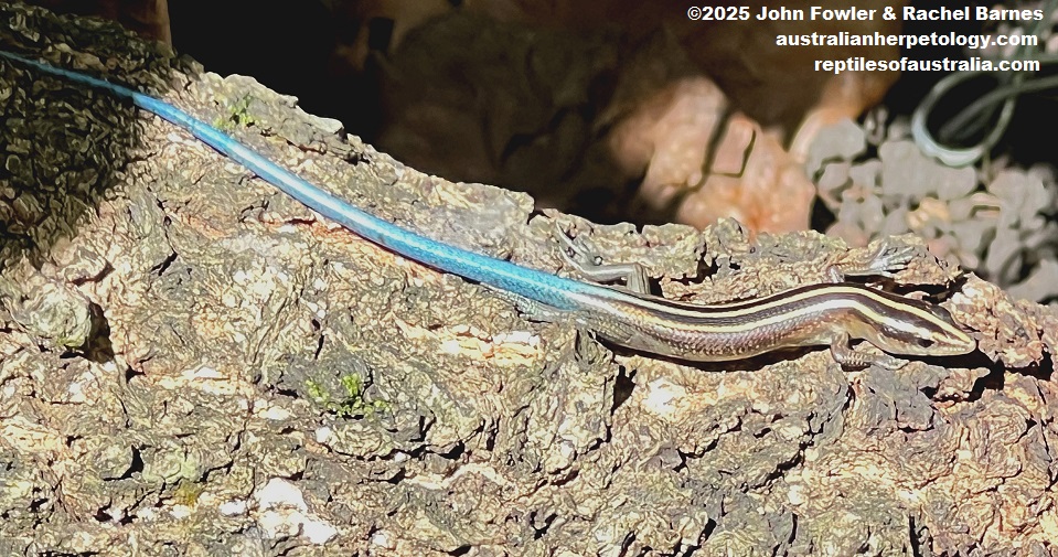 Pacific Bluetail Skink (Emoia caeruleocauda) photographed on Efate Island, Vanuatu