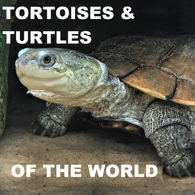 TURTLES  
&  
TORTOISES  
OF  
THE  
WORLD