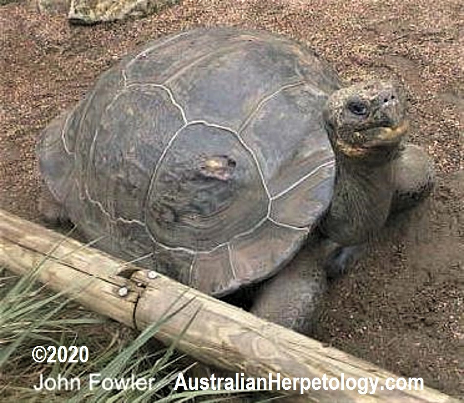 Galapagos Giant Tortoise