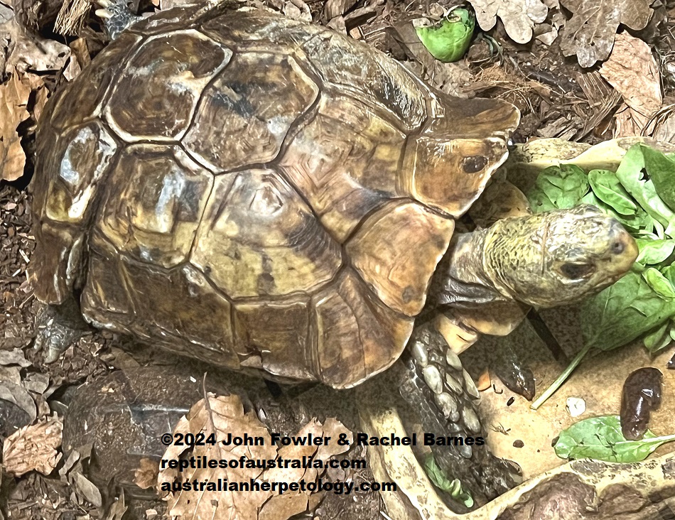 Keeled Box Turtle (Couro mouhotii) photographed at the Kerdanet Terrarium, Brittany, France