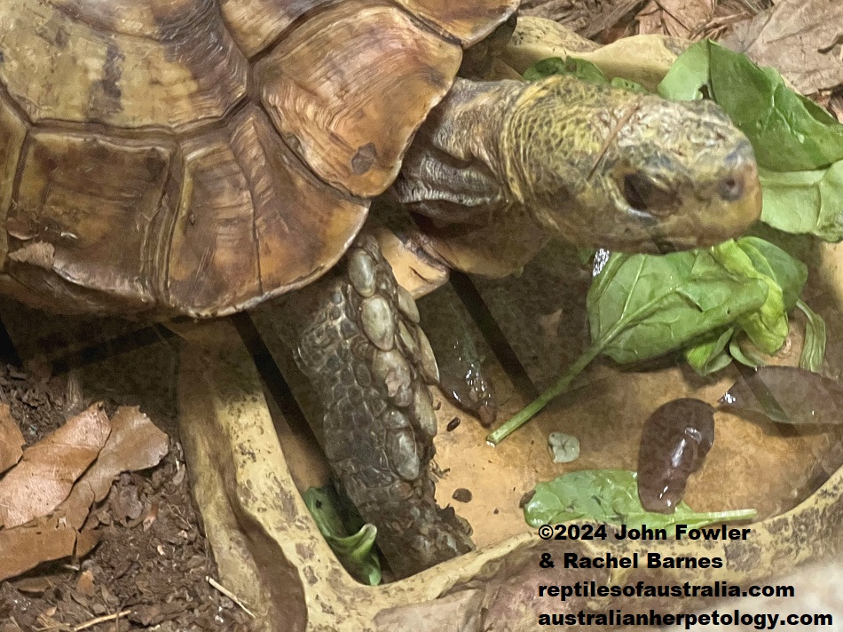 Keeled Box Turtle (Couro mouhotii) photographed at the Kerdanet Terrarium, Brittany, France