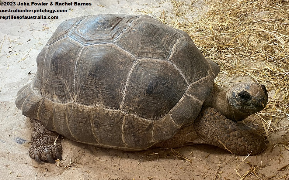 Aldabra Tortoise&nbsp;(Aldabrachelys gigantea) photographed at the Gorge Wildlife Park, South Australia