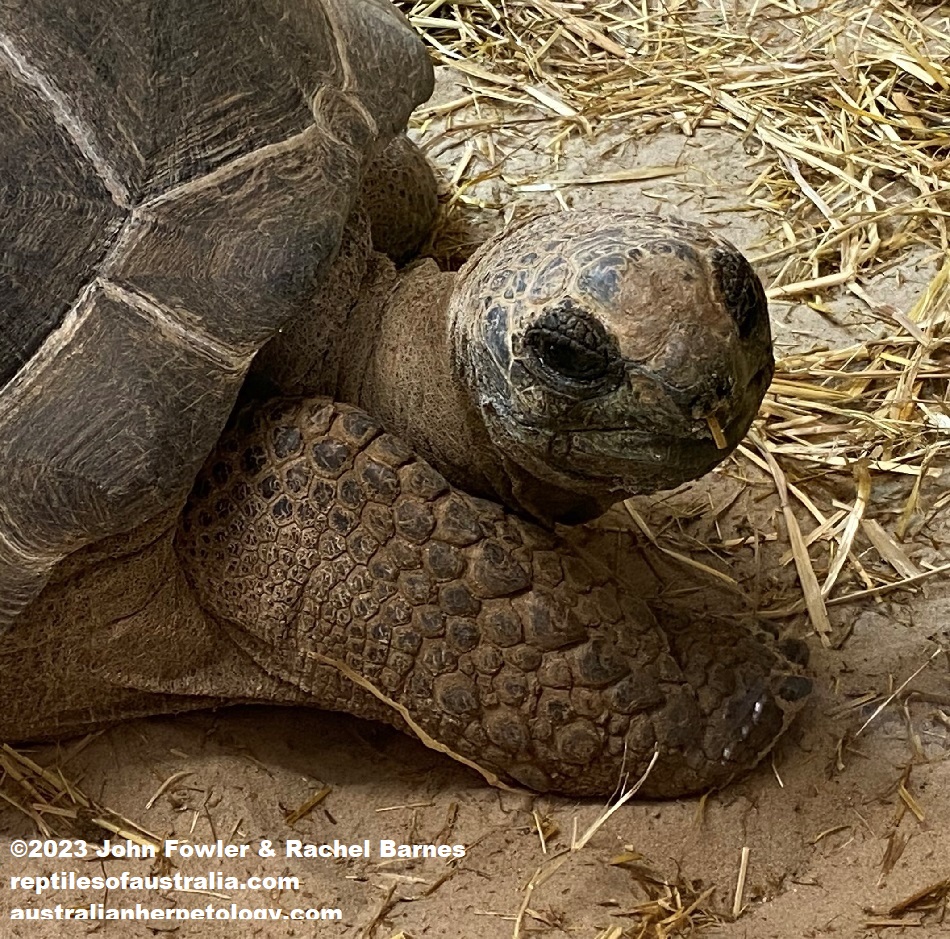 Aldabra Tortoise&nbsp;(Aldabrachelys gigantea) photographed at the Gorge Wildlife Park, South Australia