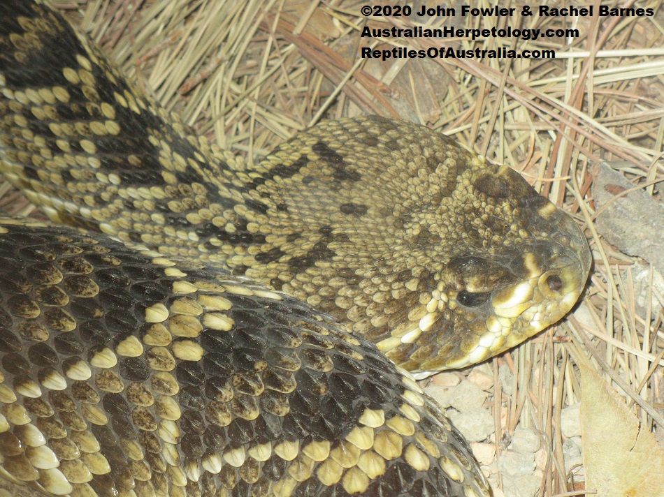 Eastern Diamondback Rattlesnake (Crotalus adamanteus)