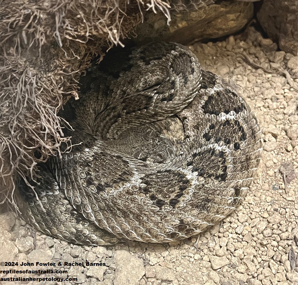 Western Diamond-back Rattlesnake (Crotalus atrox) photographed at the Kerdanet Terrarium, Brittany, France