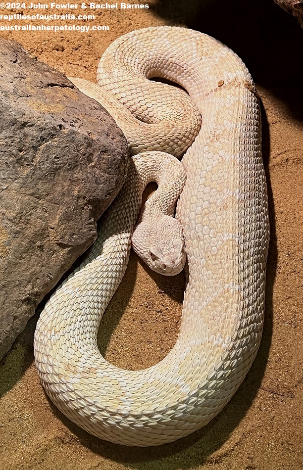 Albino Western Diamond-back Rattlesnake (Crotalus atrox) photographed at the Kerdanet Terrarium, Brittany, France