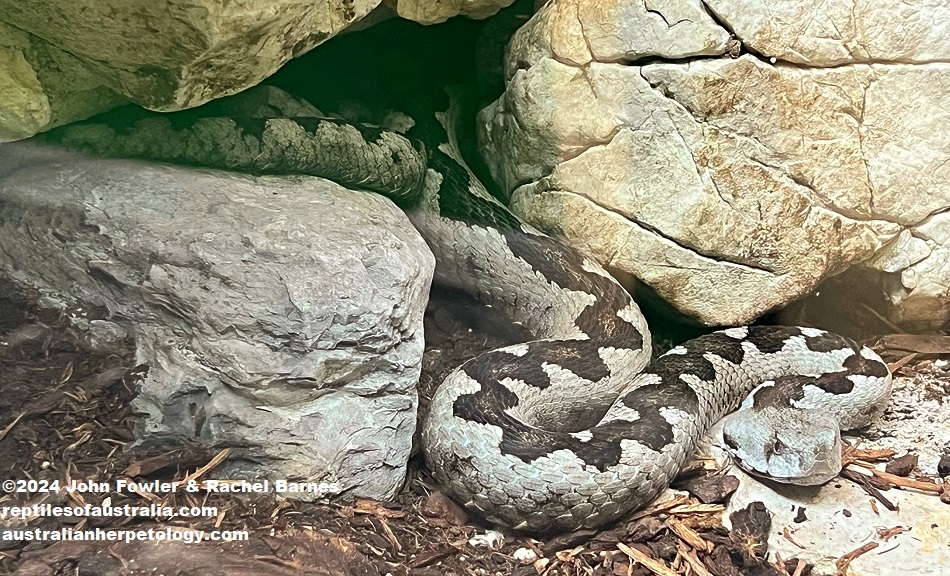Horned Viper (Vipera ammodytes) photographed at the Vivarium de Meyrin, Geneva, Switzerland