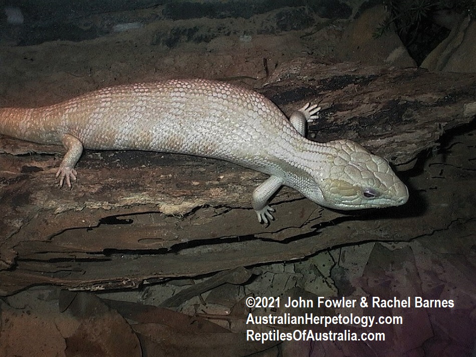 Albino Common Bluetongue (Tiliqua scincoides scincoides )