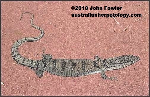 Gillens Pygmy Mulga Monitor