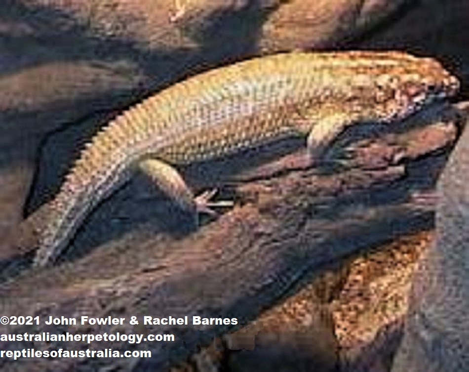 Hosmers Skink