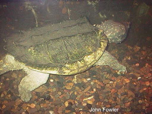 Alligator Snapping Turtle
