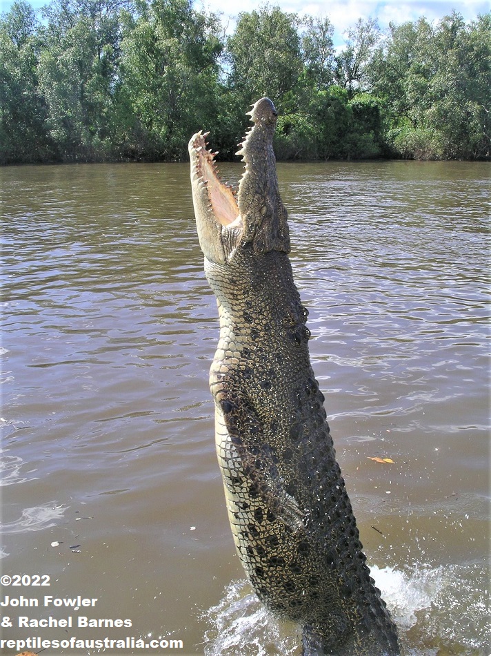 Photo of a Saltwater Crocodile being fed, taken on an Adelaide River Tour, NT