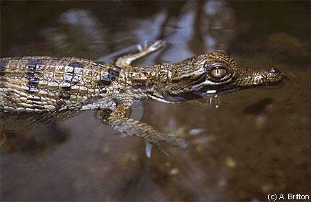 Hatchling freshwater crocodile watches for danger at the water surface