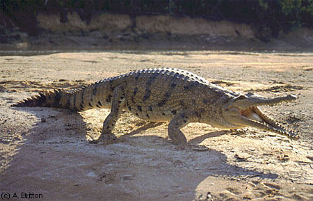 Gravid adult female freshwater crocodile defends herself aggressively