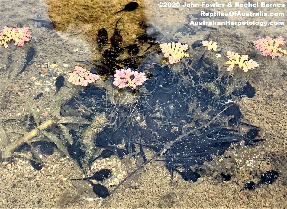 Cane Toad tadpoles Rhinella marina