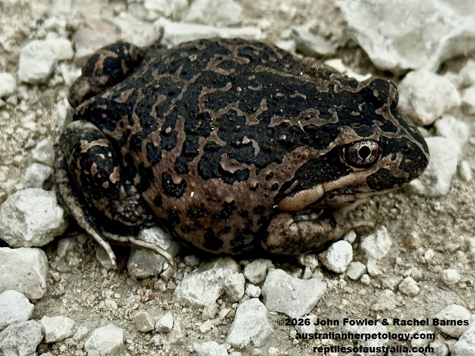 Variegated Banjo Frog (Limnodynastes dumerili variegata) was photographed at Bool Lagoon, South Australia