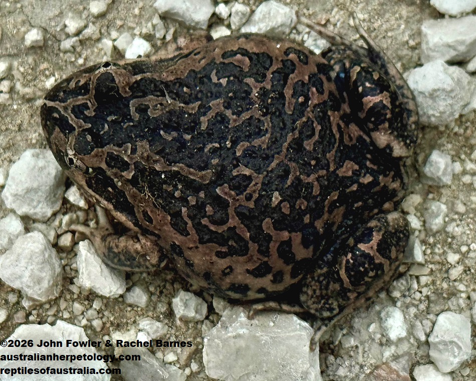 Variegated Banjo Frog (Limnodynastes dumerili variegata) was photographed at Bool Lagoon, South Australia