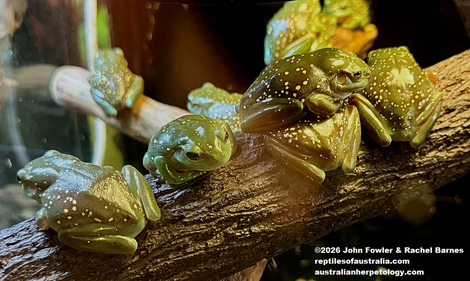 Magnificent Tree Frogs (Litoria splendida) photographed at the Armadale Reptile Centre, WA
