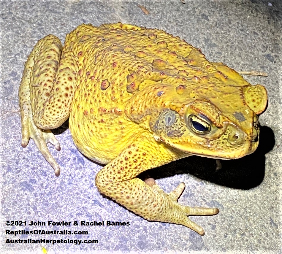 This adult Cane Toad (Rhinella marina) was photographed at Tingalpa, Brisbane, Queensland