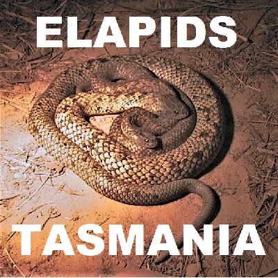 ELAPIDS OF TASMANIA