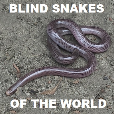 BLIND / WORM SNAKES OF THE WORLD