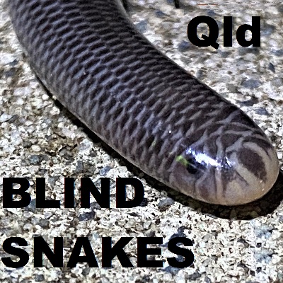 Qld BLIND SNAKES - Worm Snakes - Typhlopidae Ramphotyphlops