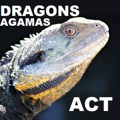 ACT - DRAGON LIZARDS Agamas Agamidae