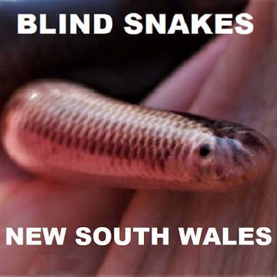BLIND SNAKES - Worm Snakes - Typhlopidae Ramphotyphlops NSW