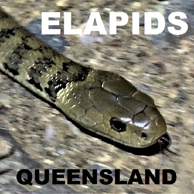 Qld ELAPID SNAKES - Elapidae Cobras Coral Snakes