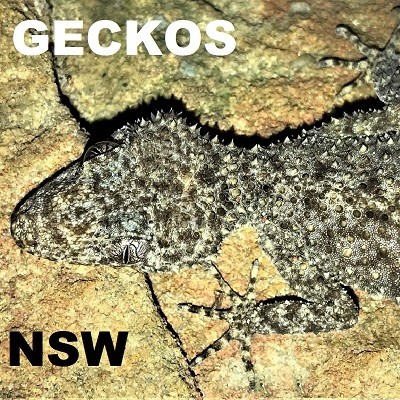 GECKOS OF NSW