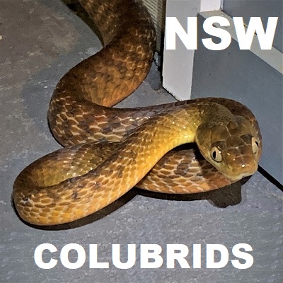 COLUBRID SNAKES of NSW