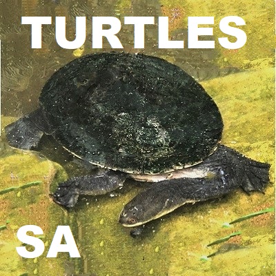 Turtles of South Australia