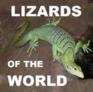 Lizardsof  
The  
Worl